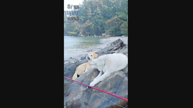 [캐치]가을 바다 그리고 음악 누렁이 센치하다 | 아프리카Tv Vod